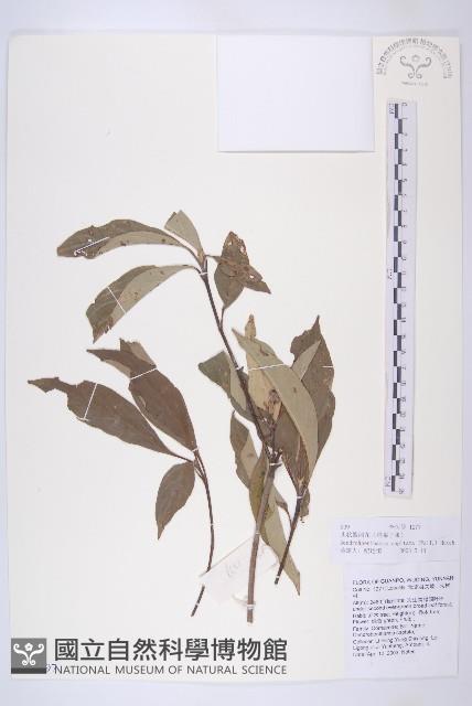 頭狀四照花藏品圖，第1張