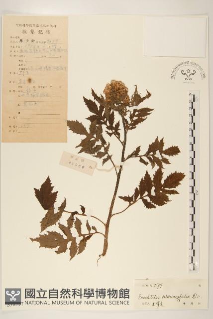 飛機草藏品圖，第1張