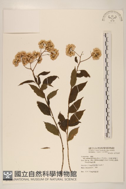 小舌菊、蔓綿菜藏品圖，第1張