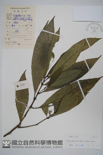 長穗馬藍藏品圖，第1張