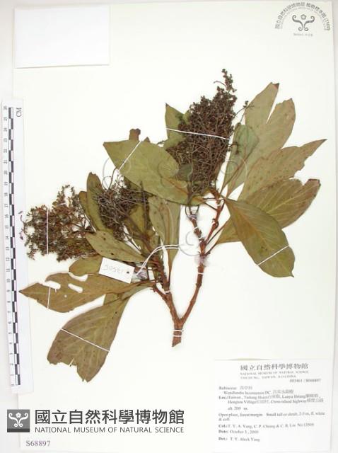 呂宋水錦樹藏品圖，第1張