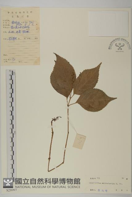 登錄號:S029997藏品圖，第1張