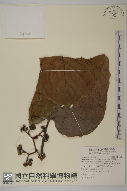 錐頭麻藏品圖，第1張