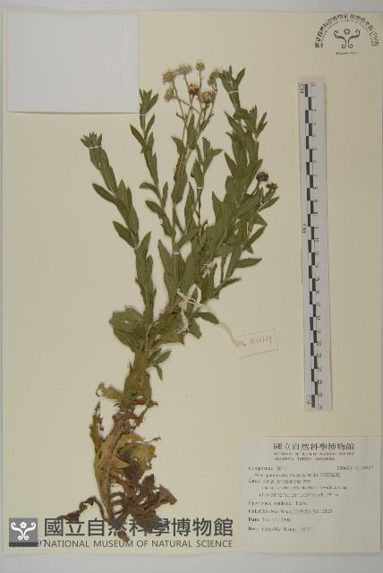 琴葉紫菀藏品圖，第1張