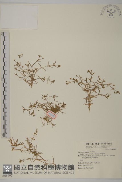 漆姑草藏品圖，第1張