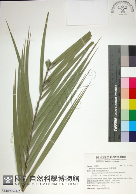 台灣海棗藏品圖，第1張