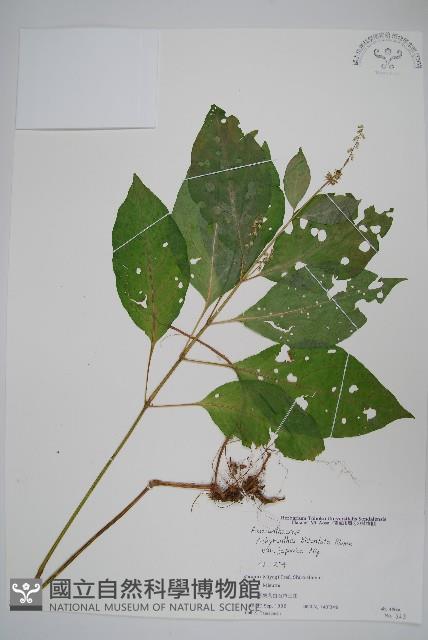 日本牛膝藏品圖，第1張