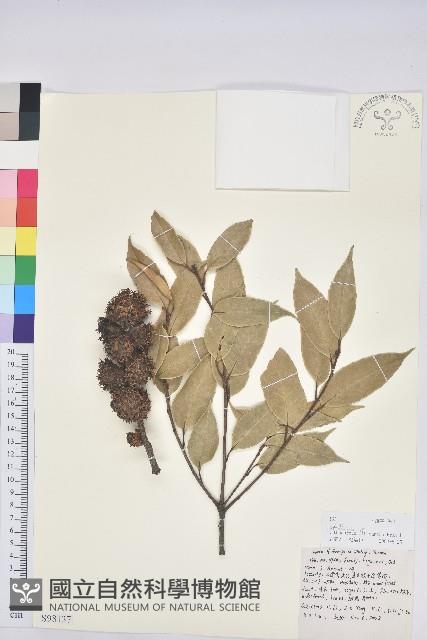 元江栲藏品圖，第1張