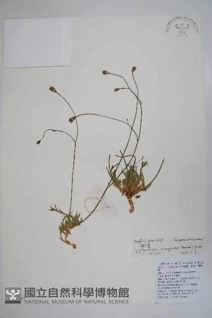 細葉蘭花參藏品圖，第1張