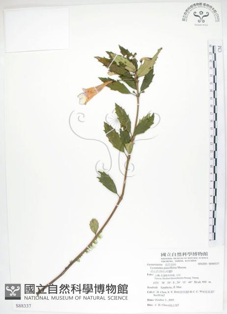 石吊蘭、吊石苣苔藏品圖，第1張