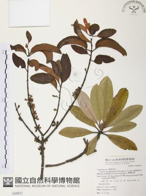 杜鵑桑寄生藏品圖，第1張