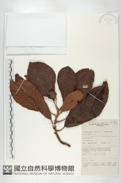 登錄號:S058837藏品圖，第1張