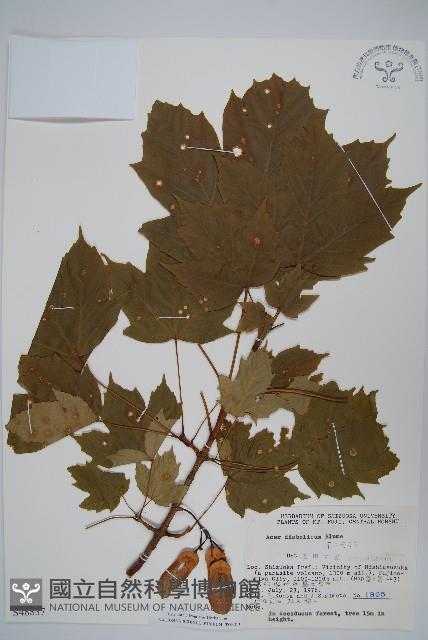 鬼槭藏品圖，第1張