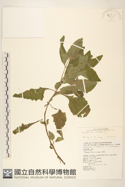 豨薟藏品圖，第1張