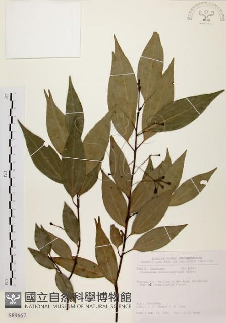 山肉桂、台灣肉桂藏品圖，第1張