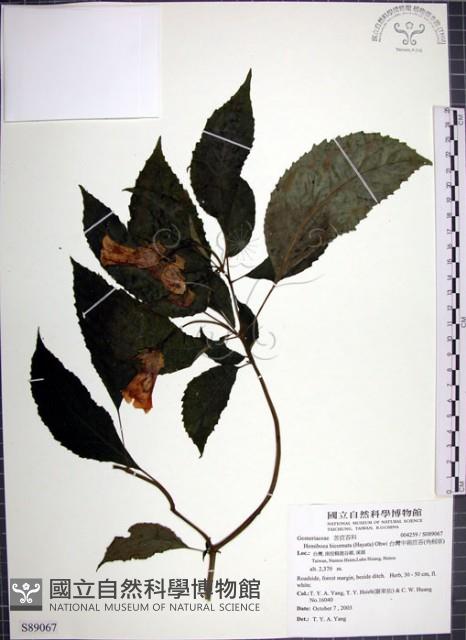 角桐草、台灣半蒴苣苔藏品圖，第1張