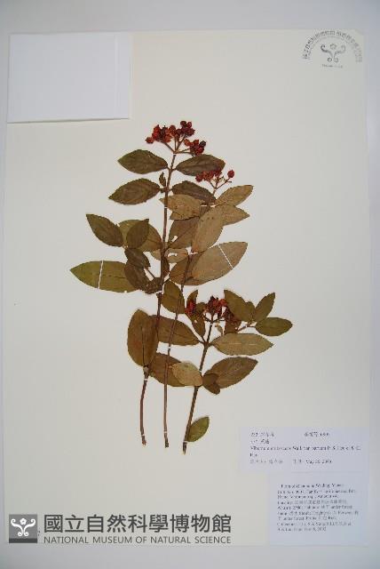 紫藥紅莢迷藏品圖，第1張