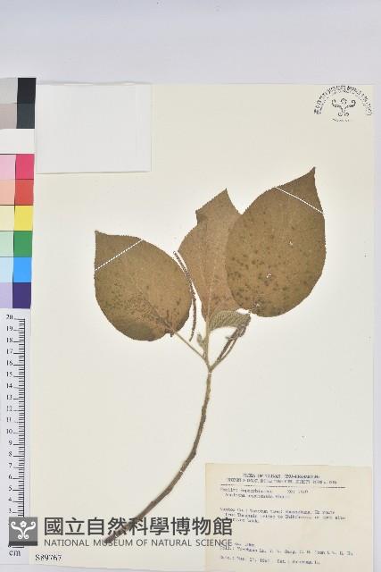 臺灣鐵莧藏品圖，第1張