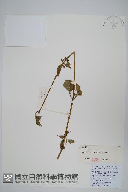 川牛膝藏品圖，第1張