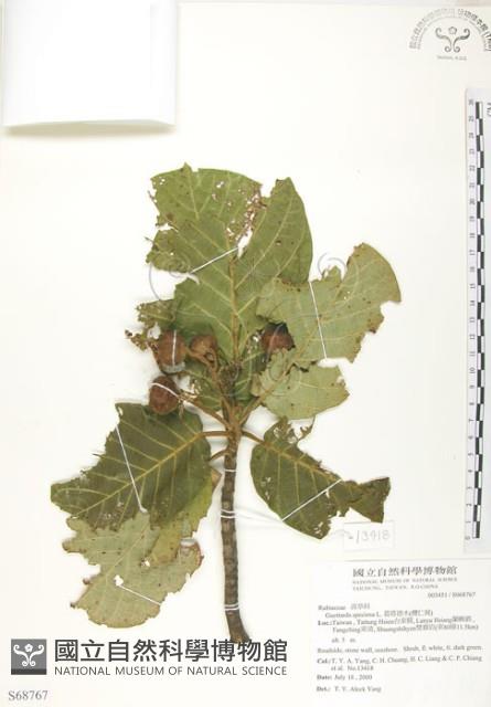 葛塔德木、欖仁舅藏品圖，第1張