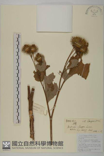 美麗馬醉木藏品圖，第1張