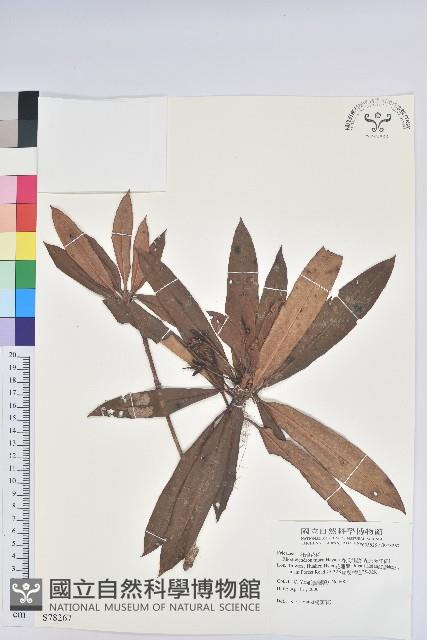 森氏杜鵑、森氏滿江紅藏品圖，第1張