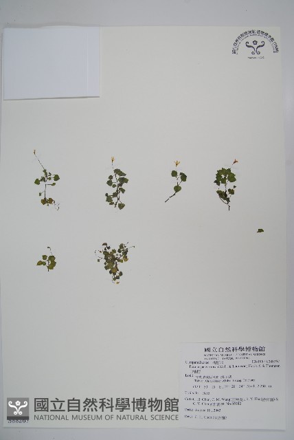 山桔梗藏品圖，第1張