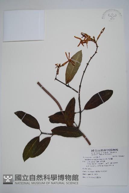 大錦蘭藏品圖，第1張