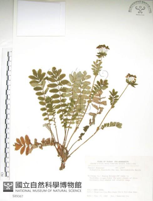 玉山金梅藏品圖，第1張