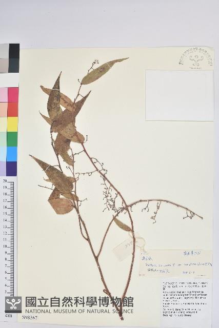 滇白珠藏品圖，第1張