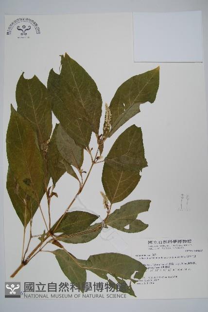 日本牛膝藏品圖，第1張