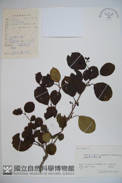 蝴蠂莢迷藏品圖，第1張