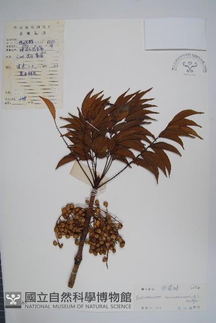 野漆、木臘樹藏品圖，第1張