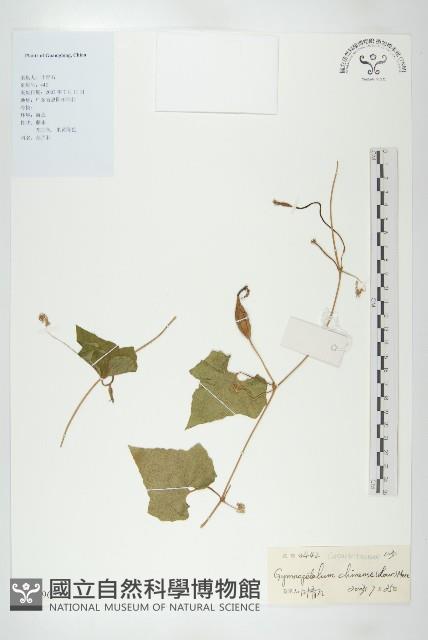 裸瓣瓜藏品圖，第1張