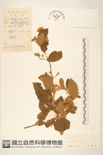 細脈斑鳩菊、毒根斑鳩菊藏品圖，第1張