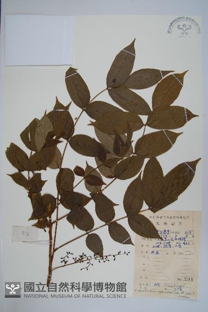 木蜡樹、野漆樹藏品圖，第1張