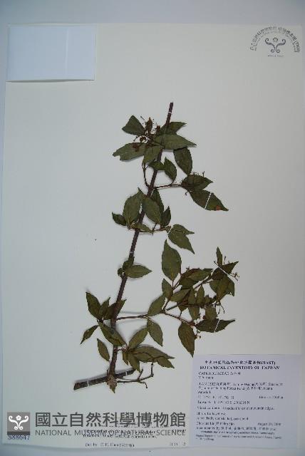 狹葉莢迷藏品圖，第1張