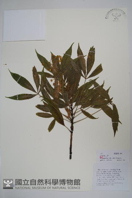 異葉梁王茶藏品圖，第1張