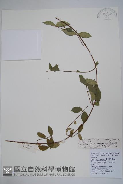 乳兒繩藏品圖，第1張