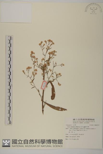 掃帚菊藏品圖，第1張