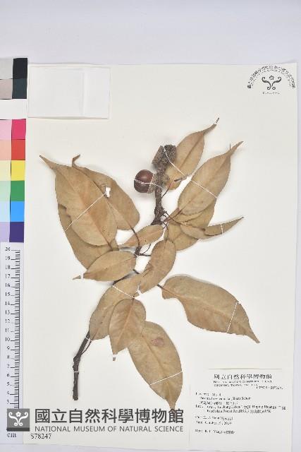 短尾柯、油葉杜、嶺南柯藏品圖，第1張