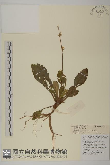 長穗兔兒風藏品圖，第1張