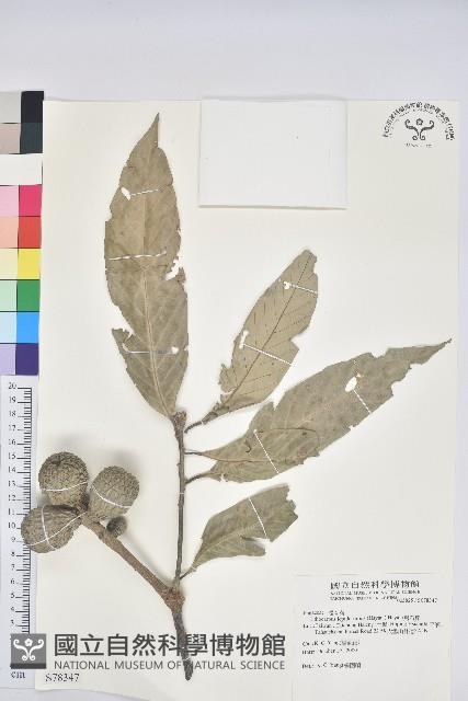 鬼石櫟藏品圖，第1張