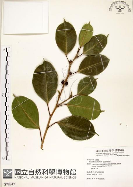 白榕、垂榕藏品圖，第1張