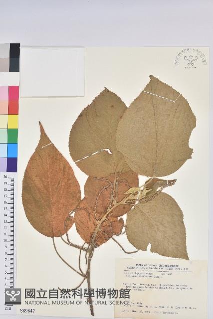 臺灣鐵莧藏品圖，第1張