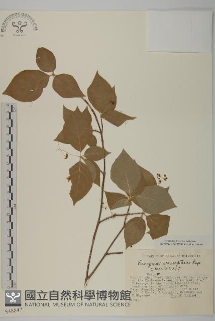 黃瓢子藏品圖，第1張