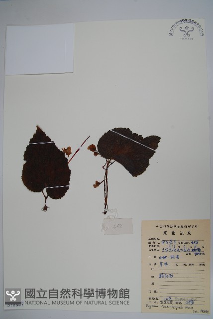 紫背天葵藏品圖，第1張