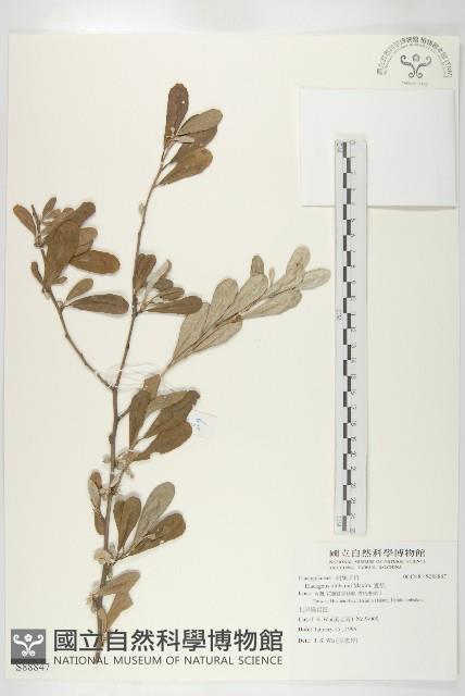 宜梧藏品圖，第1張