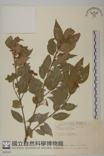 Thorny-fruit euonymus Collection Image, Figure 1, Total 2 Figures