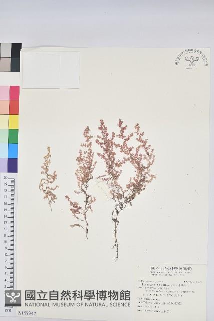 小葉大戟藏品圖，第1張